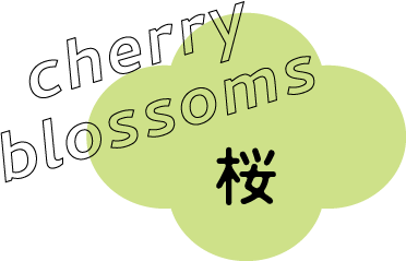 cherry blossoms 桜