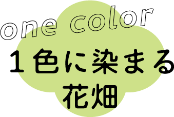 one color 1色に染まる花畑