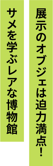 展示のオブジェは迫力満点！サメを学ぶレアな博物館