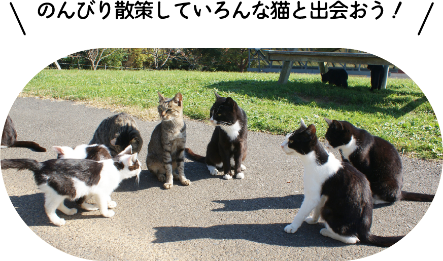 のんびり散策していろんな猫と出会おう！